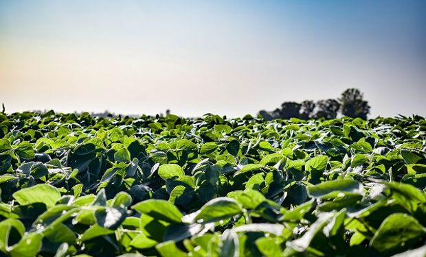 Nutrir cultivos tras perder la fina: ¿Hace falta fertilizar a la soja y el maíz en un año Niña?