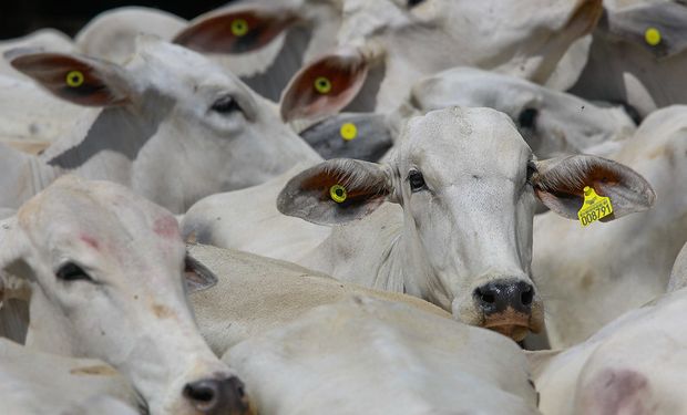 Produção animal cresce no 2º trimestre de 2025 com recordes em bovinos, suínos e frangos