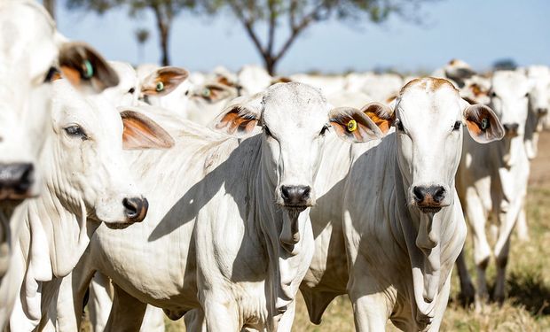 Mato Grosso continua liderando o abate de bovinos, com 17,0% da participação nacional (Foto - Tchélo Figueiredo)