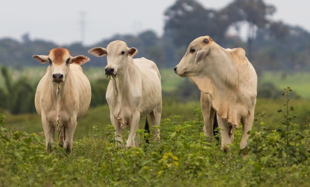 Dados do IBGE mostram avanço nas três principais proteínas animais, enquanto a captação de leite também alcançou marca inédita para o período