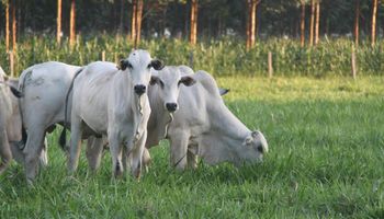 Abate recorde e exportações históricas marcam a pecuária brasileira em 2025