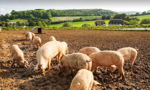 IBGE: abate de bovinos e suínos cresce no 1º trimestre de 2022