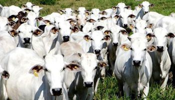 Abate de bovinos, suínos e frangos tem melhor 1º trimestre da história, aponta IBGE