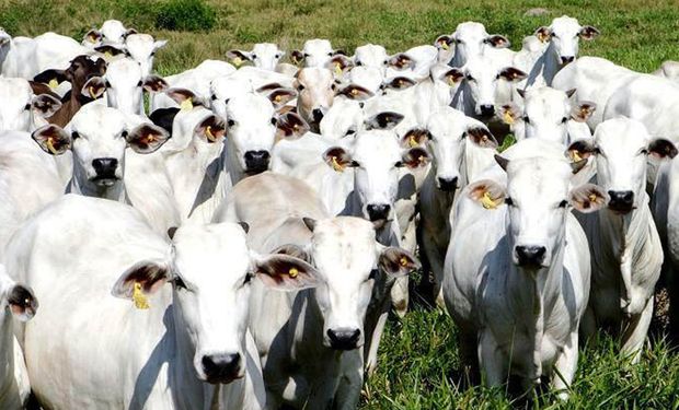 Abate de bovinos subiu 4,6% frente ao mesmo período de 2024 e 1,9% em comparação ao trimestre anterior. (Foto - Agência Pará)
