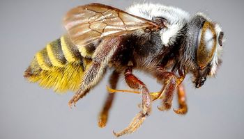 Bordes afilados en las mandíbulas: aparecieron cuatro nuevas especies de abejas en la Argentina