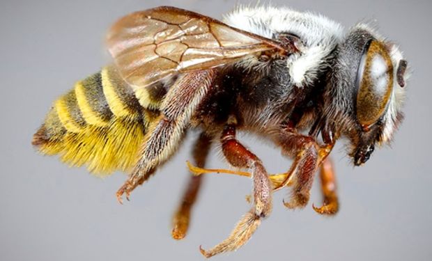 Bordes afilados en las mandíbulas: aparecieron cuatro nuevas especies de abejas en la Argentina