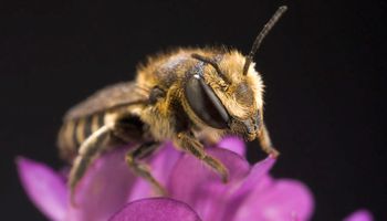 Hallazgo en San Luis: el primer nido de abejas construido solo con plástico
