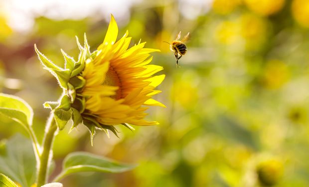 Abejas en peligro: las amenazas que acechan a las aliadas del ambiente y la productividad