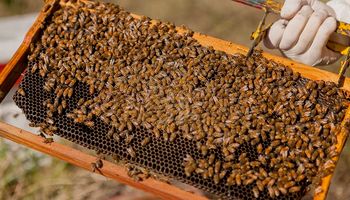 Los apicultores deben movilizar sus colmenas con el correspondiente DT-e