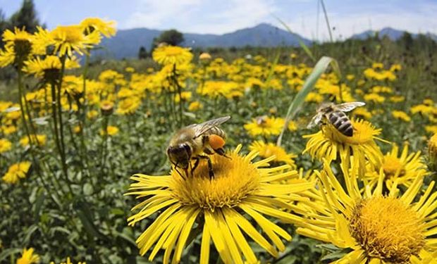 Cae población de abejas e impacta en los cultivos