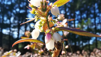 Entrenan abejas para polinizar cultivos específicos y potenciar el rendimiento