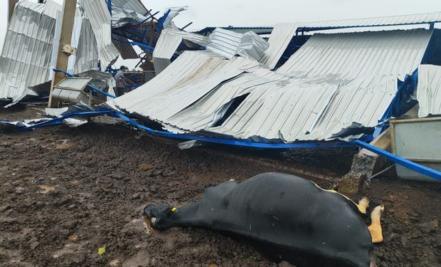 Um vendaval destruiu um barracão no assentamento Papuã II, em Santa Catarina e matou um animal. (Foto - Jornal O Falcão)