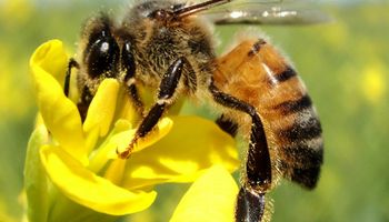 Ibama suspende agrotóxico por “risco inaceitável” às abelhas