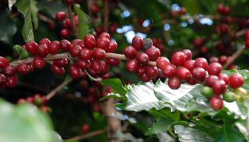 Abelha adestrada vai melhorar produção cafeeira de SP