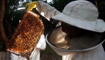 Pecuária coleciona recordes de "A" a "Z", da abelha ao zebu, em 2022