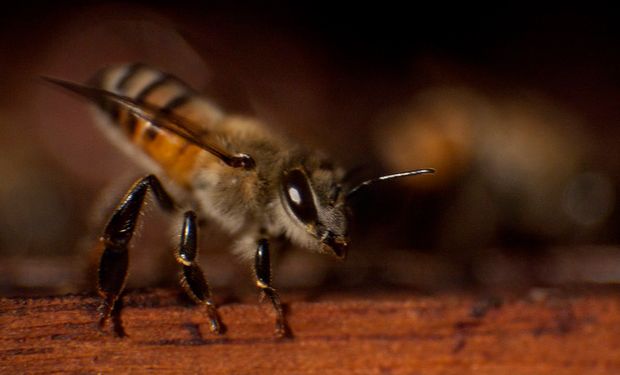 Abelhas podem se armar com bioinsumos para combater pragas, especialmente fungos, em dezenas de culturas. (foto - CNA)