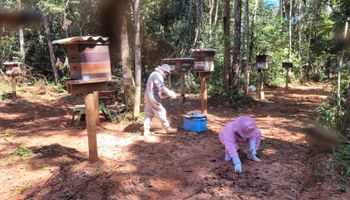 Indea investiga morte de ao menos um milhão de abelhas no Mato Grosso