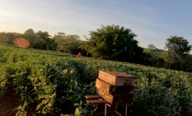 Cerca de 80 colmeias são mantidas nas áreas de preservação da propriedade, no município de Floresta. (Foto: IDR-PR)