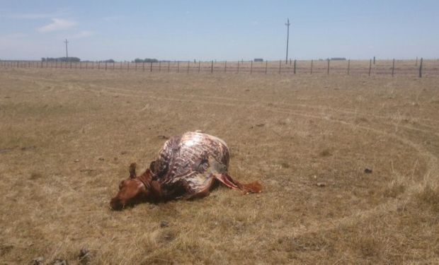 "Al abigeato hay que llamarlo por su nombre y su nombre es robo", dijo el ministro de Ganadería, Agricultura y Pesca (MGAP) de Uruguay, Tabaré Aguerre.