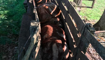 El relato de un productor al que le mataron 9 vacas y 3 terneros aplastados: "Es una barbaridad"