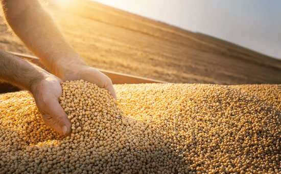 Projeção da Abiove aponta avanço da indústria, maior oferta de farelo e óleo e manutenção da liderança brasileira nas exportações