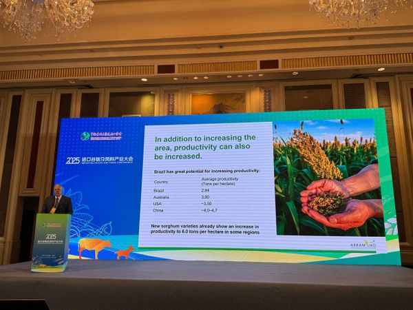 Abramilho_sorgo_china
