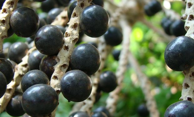 Rota da Fruticultura prevê cultivar 1 mil hectares de açaí, envolvendo cerca de 100 cooperativas. (foto Embrapa)