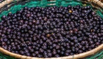 Cooperativa de açaí do Amapá fecha contrato de cinco anos com gigante chinesa