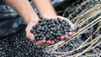 Programa nacional de incentivo à produção do açaí avança na Câmara