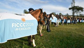 El otro Mundial: la Selección Argentina de 66 caballos criollos ya partió rumbo a la mayor cita global de la raza