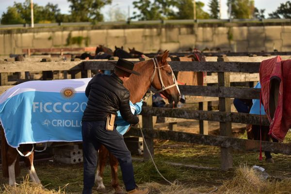 seleccion argentina de caballos criollos
