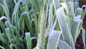 Golpe letal para el trigo: hubo heladas agronómicas y pérdidas importantes