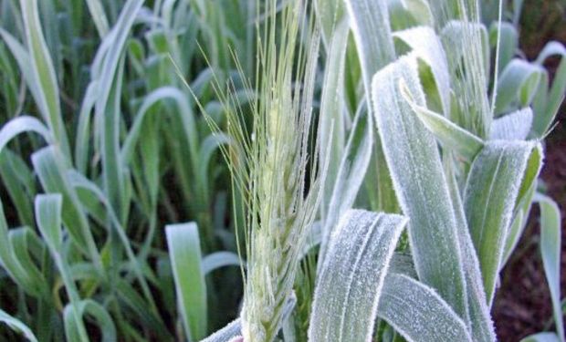 Golpe letal para el trigo: hubo heladas agronómicas y pérdidas importantes