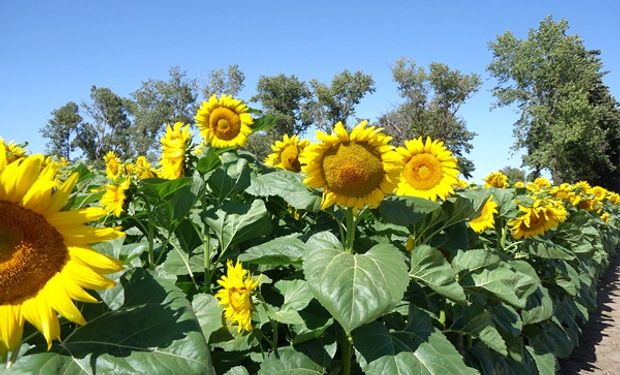 El aceite de girasol argentino perdió protagonismo: cómo está el mercado mundial