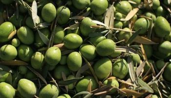 Crece el robo de aceitunas por el precio récord que alcanzó el aceite de oliva