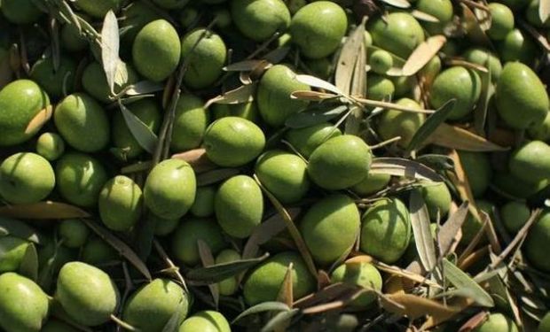 Crece el robo de aceitunas por el precio récord que alcanzó el aceite de oliva