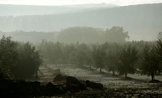Sin aceite de oliva: una sequía devastadora recorta a la mitad la producción del mayor proveedor mundial
