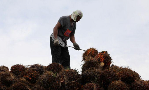 Aceite de palma: analistas creen que bajará el precio en 2022