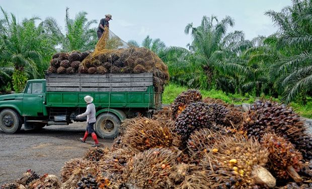 Clave para Argentina: Indonesia frena la exportación de aceite de palma y le pone presión al mercado de aceites vegetales