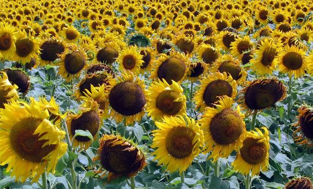 Girasol alto oleico dejó de ser una "especialidad agrícola".