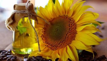 Aumentó un 12% la producción de aceite de girasol en  Buenos Aires