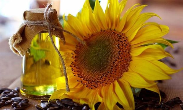 Buenos Aires concentra el 55% de la producción de girasol del país y el 45% de la industrialización.