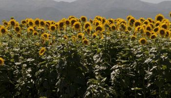 Aceite de girasol: Argentina se consolida como cuarto productor mundial