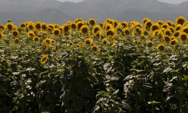 Girasoles en Alta Gracia. (La Voz/Archivo).