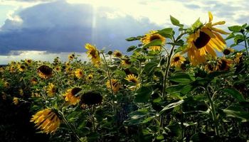 Aceite de girasol: "salvado" del derrumbe del petróleo
