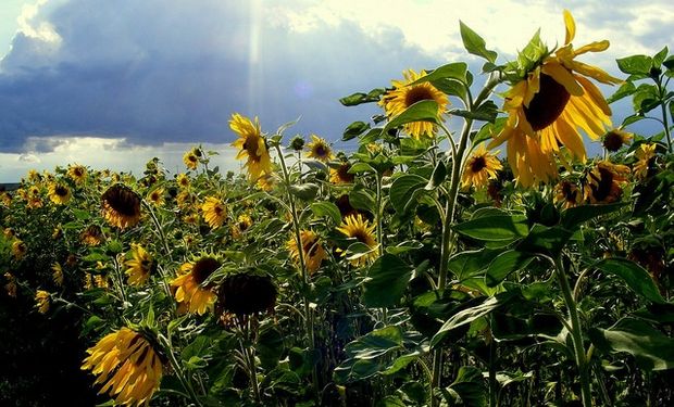 Diferencia de precio en el aceite de girasol