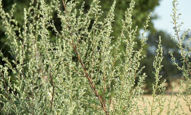 Investigadores evalúan cinco plantas aromáticas como alternativa para la protección de granos almacenados