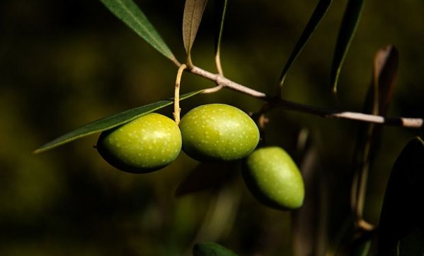 Se prohibió la comercialización del Aceite de Oliva marca Sabores de Arauco.