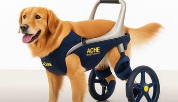 Tecnología al servicio del bienestar animal: una startup argentina apuesta a mejorar la movilidad de mascotas y animales productivos