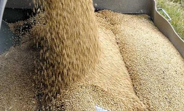 Estimaciones privadas hablan de un incremento en la intención combinada de siembra de maíz, sorgo y girasol en el rango de 1,5 a 3 millones de hectáreas.
